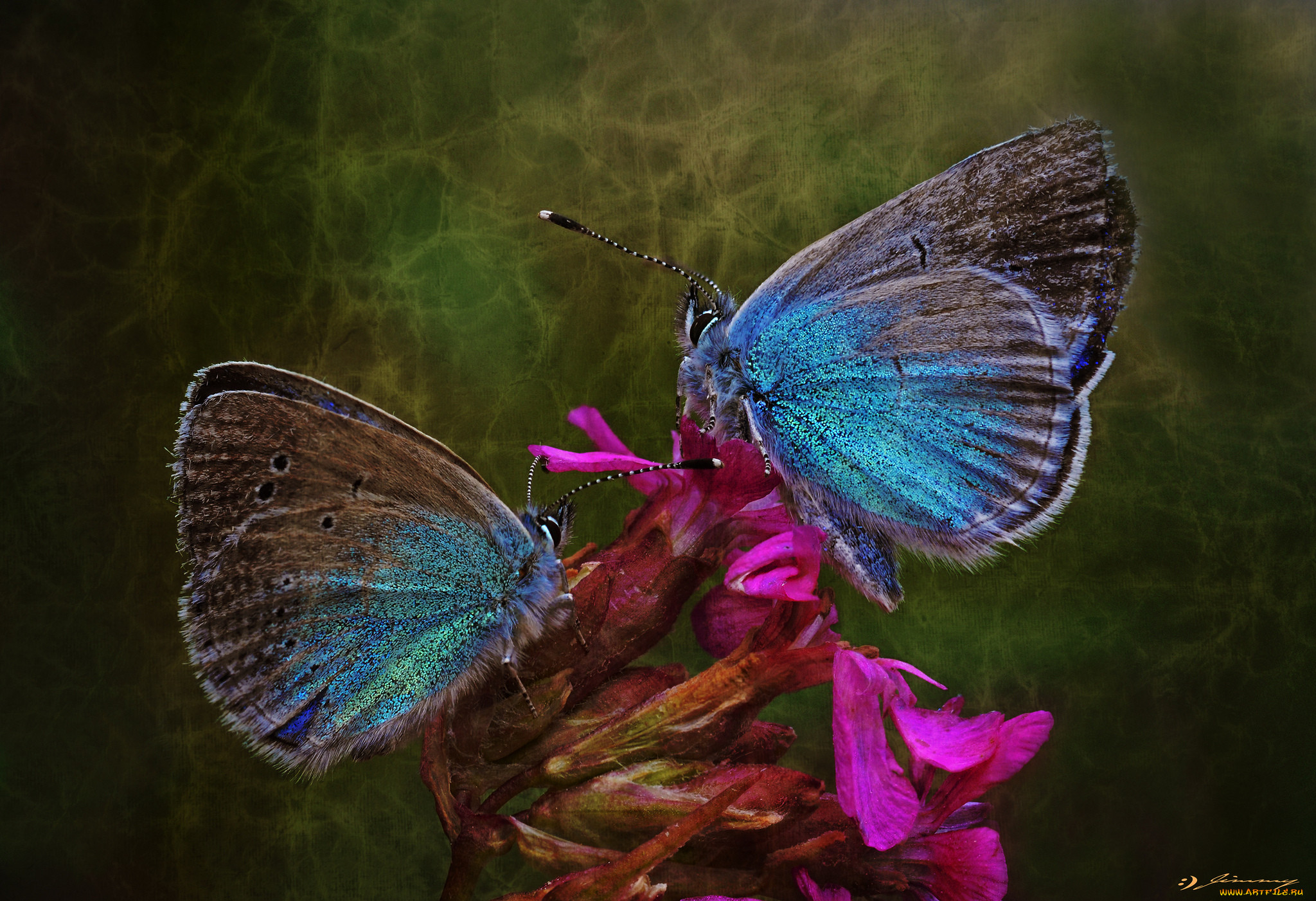 Огромные бабочки порхали. Чешуекрылые бабочки моли мотыльки. Бабочка на цветке. Две бабочки. Мотылек бабочка.